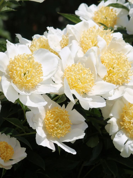 Пион Мун оф Ниппон (Moon of Nippon) купить с доставкой