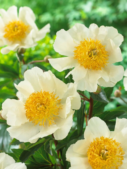 Пион Мун оф Ниппон (Moon of Nippon) купить с доставкой