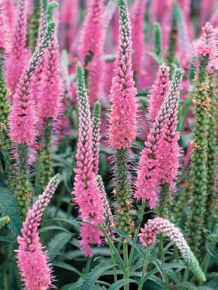 Вероника Анниверсари Нью Роуз (Anniversary New Rose)