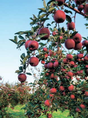 Яблоня Лобо