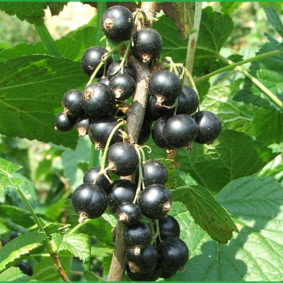 Смородина Ядреная купить с доставкой Смородина Ядреная купить с доставкой