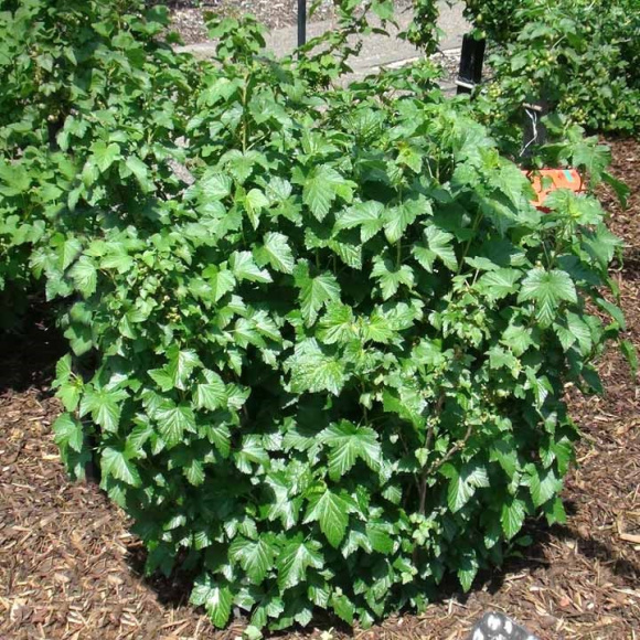 Смородина Ядреная купить с доставкой Смородина Ядреная купить с доставкой