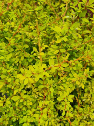 Барбарис Голден Дрим (Golden Dream)