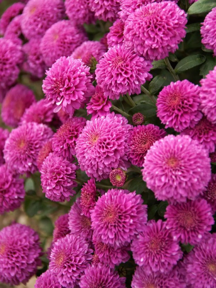 Хризантема корейская Лелия (Lelia) купить с доставкой