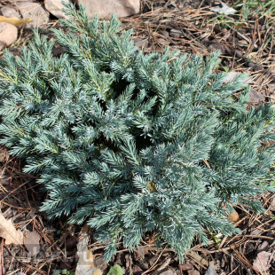 Можжевельник Блю Спаркл (Blue Sparkle)