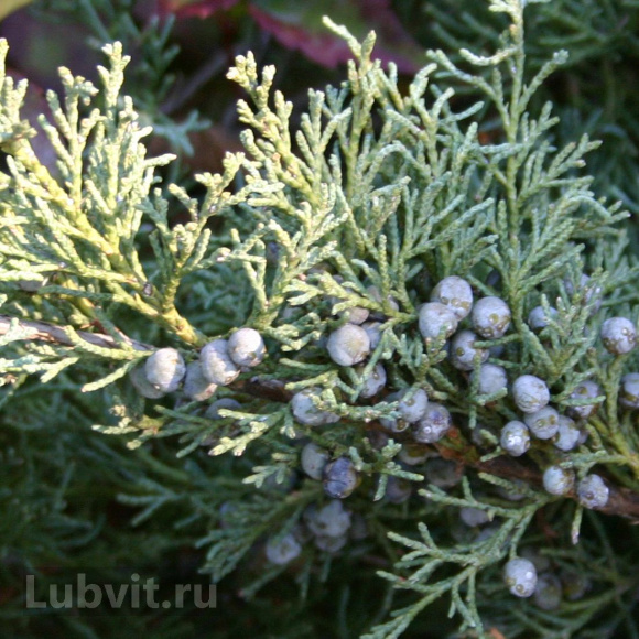 Можжевельник Блю Спаркл (Blue Sparkle) купить с доставкой Можжевельник Блю Спаркл (Blue Sparkle) купить с доставкой