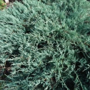 Можжевельник Блю Спаркл (Blue Sparkle)