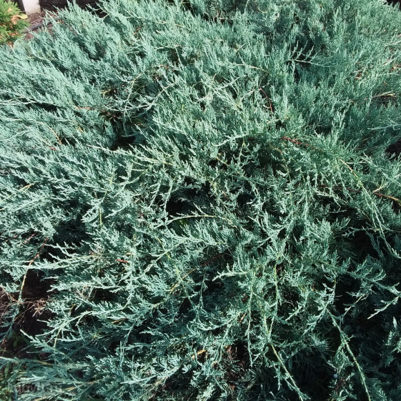 Можжевельник Блю Спаркл (Blue Sparkle) купить с доставкой Можжевельник Блю Спаркл (Blue Sparkle) купить с доставкой