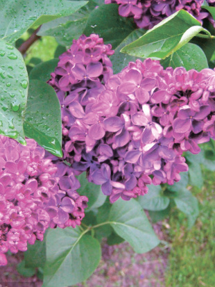 Сирень Анна Шиач (Anne Shiach)