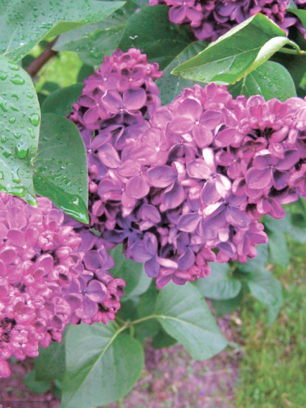 Сирень Анна Шиач (Anne Shiach) купить с доставкой