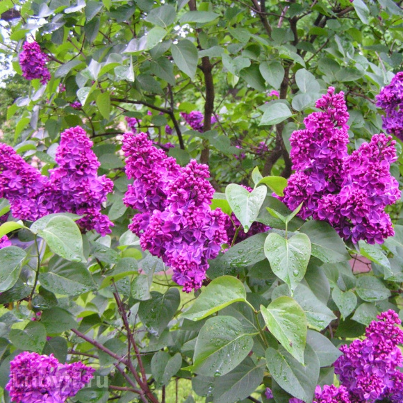 Сирень Анна Шиач (Anne Shiach) купить с доставкой