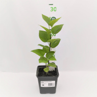 Сирень Анна Шиач (Anne Shiach)