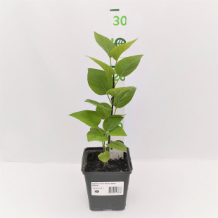 Сирень Анна Шиач (Anne Shiach)