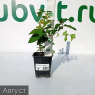 Спирея Манон (Manon)