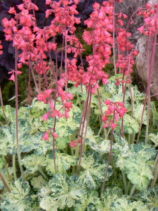 Гейхера Дью Дропс (Dew Drops)