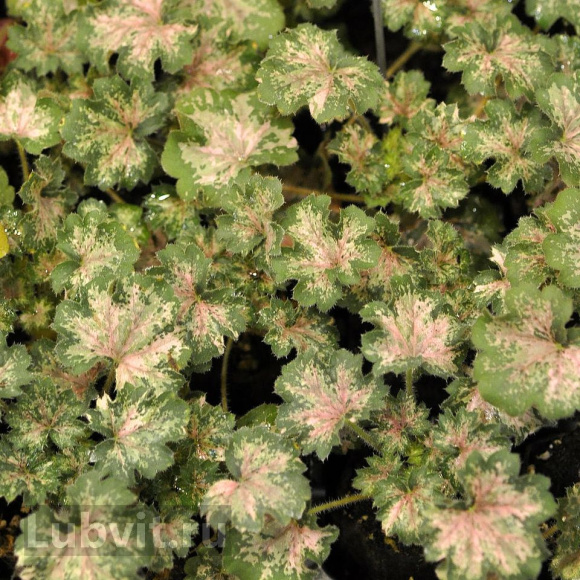 Гейхера Дью Дропс (Dew Drops) купить с доставкой Гейхера Дью Дропс (Dew Drops) купить с доставкой