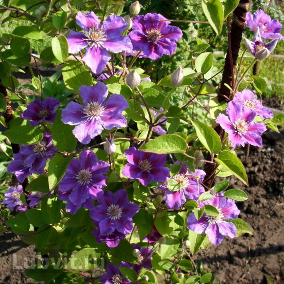 Клематис Ашва (Ashva) купить с доставкой