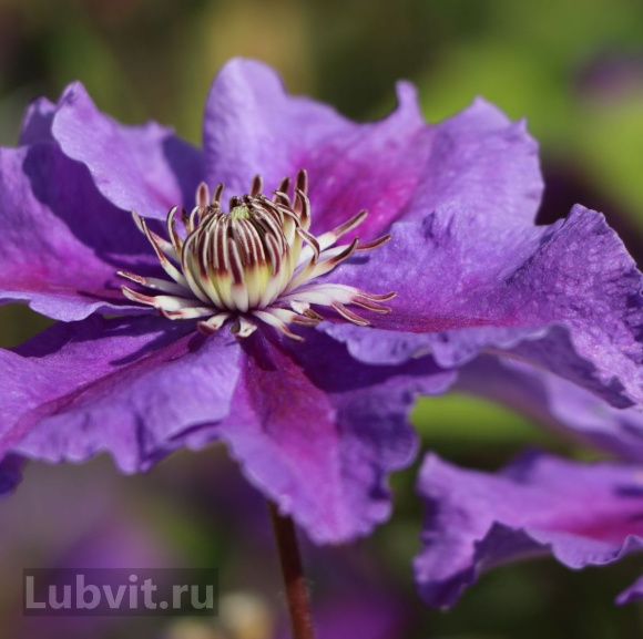 Клематис Ашва (Ashva) купить с доставкой