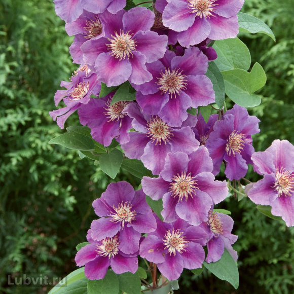 Клематис Ашва (Ashva) купить с доставкой