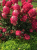 Гортензия Самарская Лидия (Rensam, Framboisine) метельчатая купить с доставкой