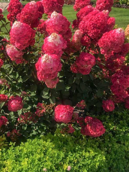 Гортензия Самарская Лидия (Rensam, Framboisine) метельчатая купить с доставкой