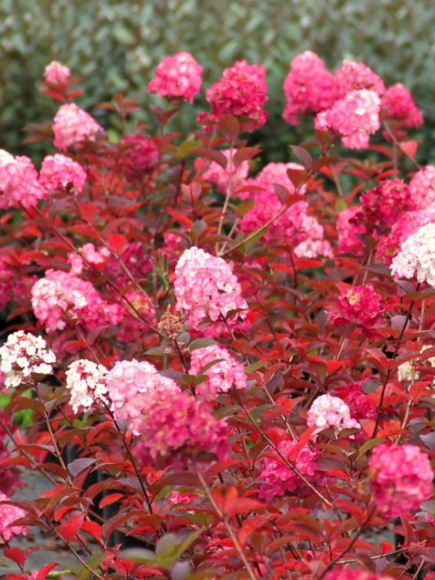 Гортензия Самарская Лидия (Rensam, Framboisine) метельчатая купить с доставкой