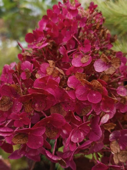 Гортензия Самарская Лидия (Rensam, Framboisine) метельчатая купить с доставкой