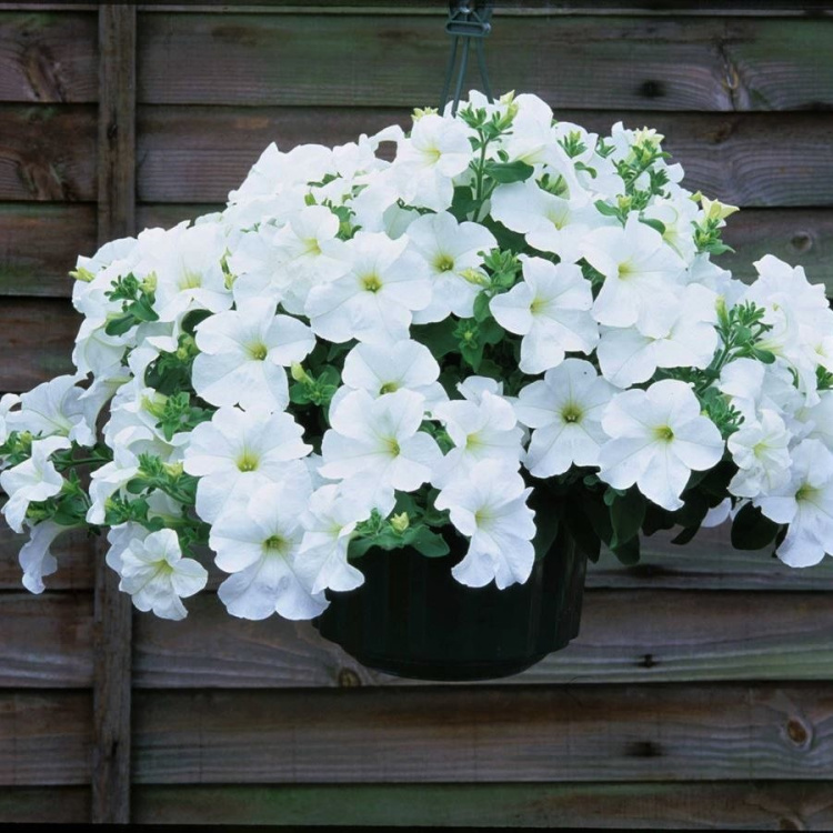 Петуния вегетативная Фанфара Вайт (Fanfare White) купить в интернет ...