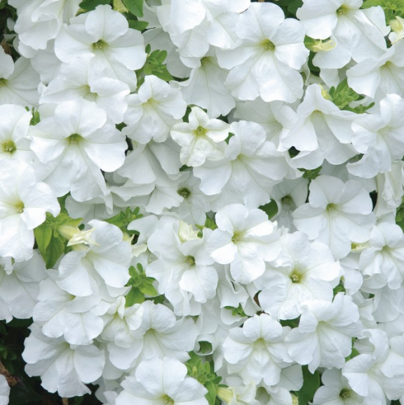 Петуния вегетативная Фанфара Вайт (Fanfare White) купить с доставкой