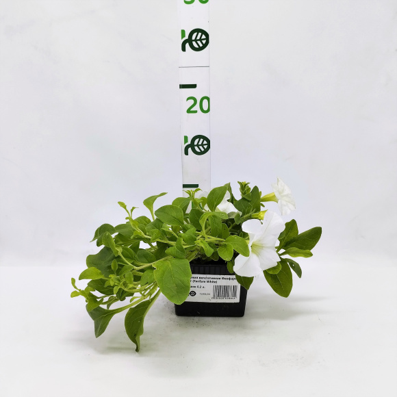 Петуния вегетативная Фанфара Вайт (Fanfare White) купить с доставкой