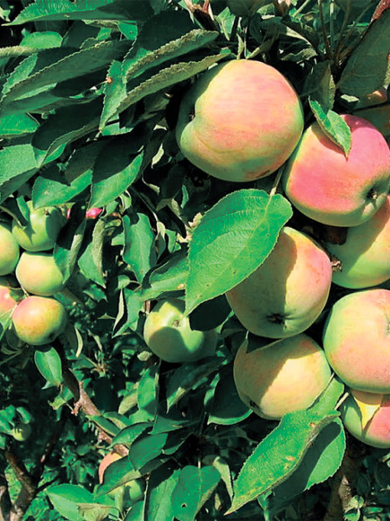 Яблоня Президент купить с доставкой