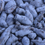 Жимолость Гордость Бакчара Жимолость Гордость Бакчара