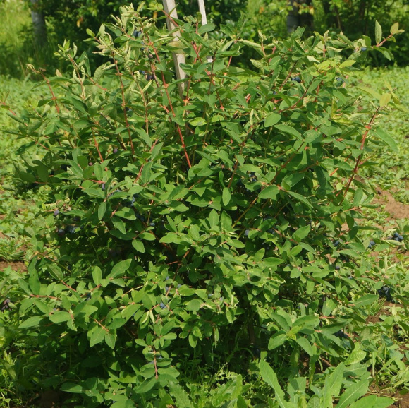 Жимолость Гордость Бакчара купить с доставкой Жимолость Гордость Бакчара купить с доставкой