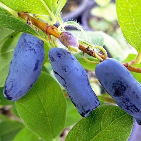 Жимолость Гордость Бакчара купить с доставкой Жимолость Гордость Бакчара купить с доставкой