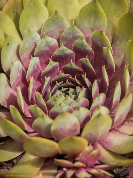 Молодило Пинк Помело (Pink Pomelo) купить с доставкой