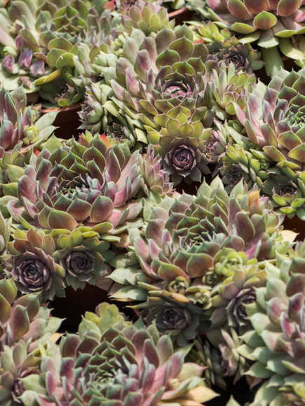 Молодило Пинк Помело (Pink Pomelo) купить с доставкой