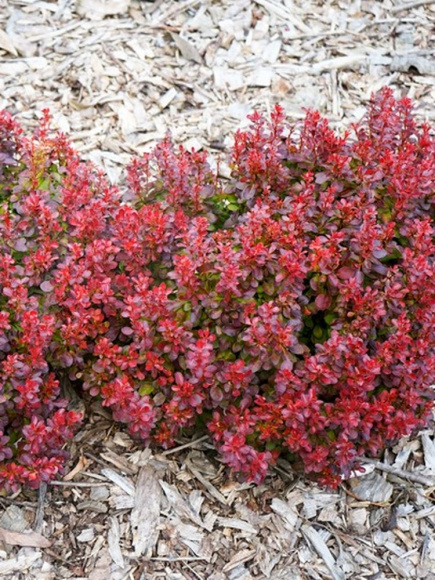 Барбарис Лютин Руж (Lutin Rouge) купить с доставкой