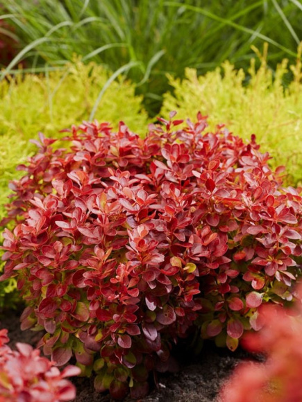 Барбарис Лютин Руж (Lutin Rouge) купить с доставкой