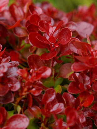 Барбарис Лютин Руж (Lutin Rouge)