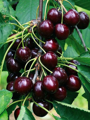 Дюки Кормилица