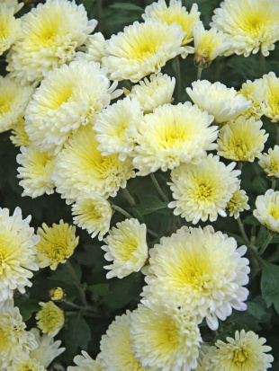 Хризантема мультифлора Дитто Уайт (Ditto White)