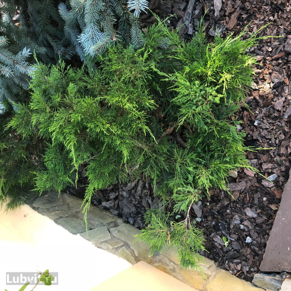 Можжевельник Кнап Хилл (Knap Hill) купить с доставкой Можжевельник Кнап Хилл (Knap Hill) купить с доставкой