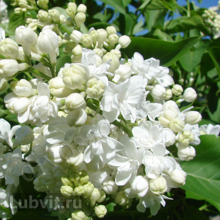 Сирень Жанна дАрк (Jeanne d