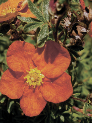 Лапчатка Ред Айс (Red Ace)