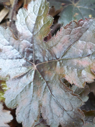 Гейхерелла Берништ Бронз (Burnished Bronze)