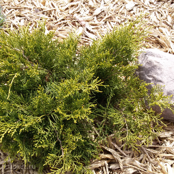 Можжевельник Олд Голд (Old Gold) купить с доставкой Можжевельник Олд Голд (Old Gold) купить с доставкой