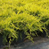 Можжевельник Олд Голд (Old Gold) Можжевельник Олд Голд (Old Gold)