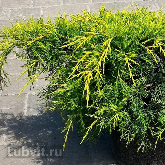 Можжевельник Олд Голд (Old Gold) купить с доставкой Можжевельник Олд Голд (Old Gold) купить с доставкой