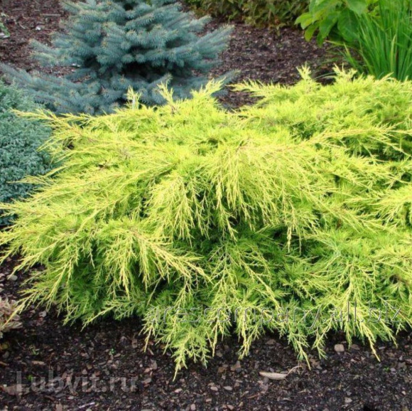 Можжевельник Олд Голд (Old Gold) купить с доставкой Можжевельник Олд Голд (Old Gold) купить с доставкой