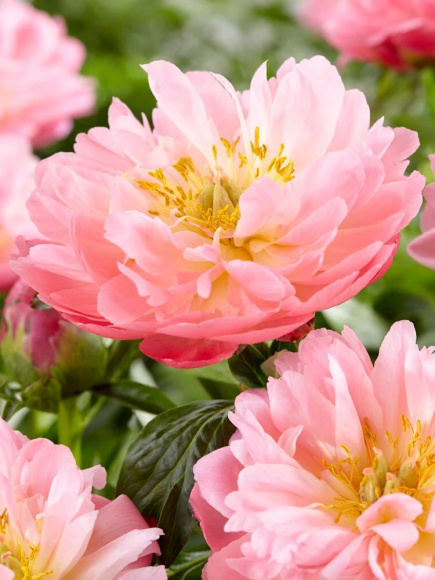 Пион Пинк Гавайан Корал (Pink Hawaiian Coral) купить с доставкой